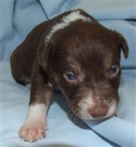 Click for large image