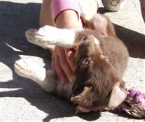 Click for large image