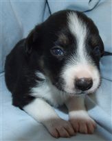 Click for large image