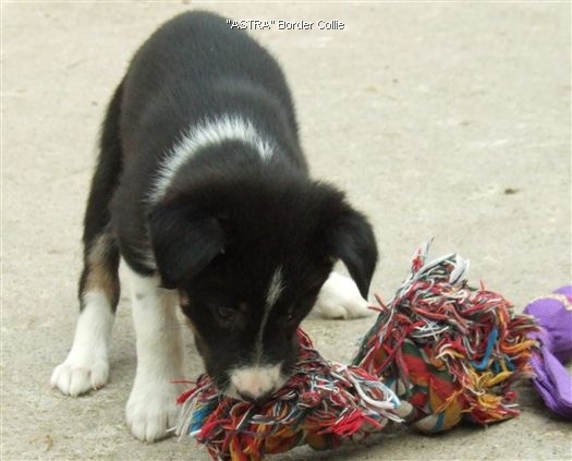 Click for large image