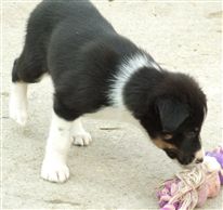 Click for large image