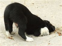 Click for large image