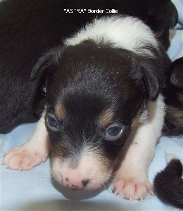 Click for large image