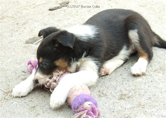 Click for large image