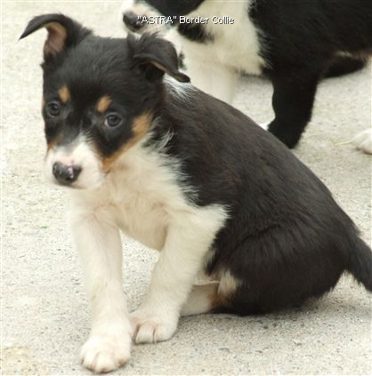 Click for large image