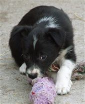 Click for large image