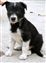 Tay x Lady pup 2  29-04-2011 17-48-07.JPG