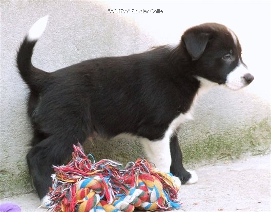 Click for large image