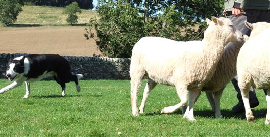 Click for large image