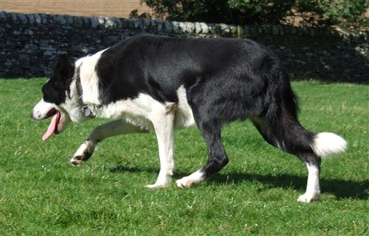 Click for large image