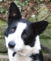 Click for large image