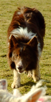 Click for large image