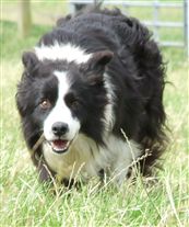 Click for large image