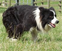 Click for large image