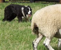 Click for large image