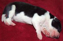 Click for large image