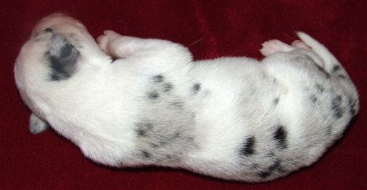 Click for large image