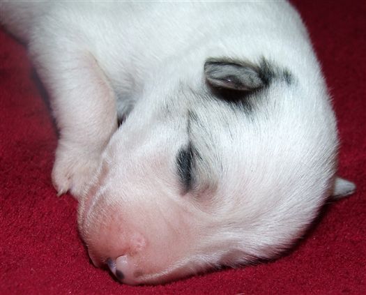 Click for large image