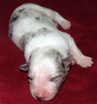 Click for large image