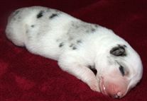 Click for large image