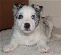 Click for large image