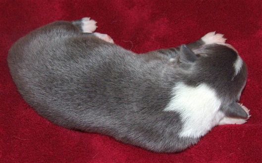 Click for large image