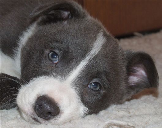 Click for large image