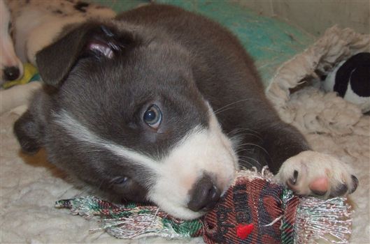 Click for large image