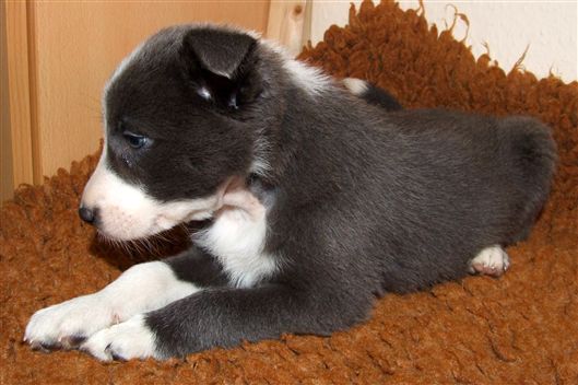 Click for large image