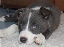 Click for large image