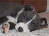 Click for large image