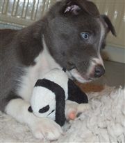 Click for large image