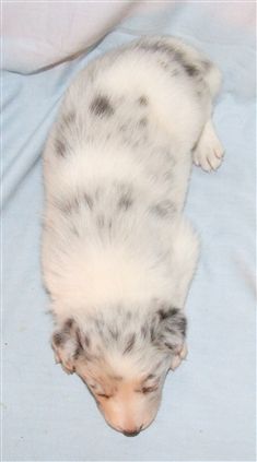 Click for large image