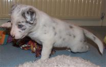 Click for large image