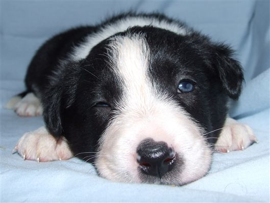 Click for large image