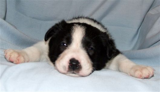 Click for large image