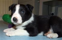 Click for large image