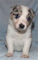 Click for large image