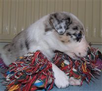 Click for large image