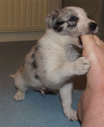 Click for large image