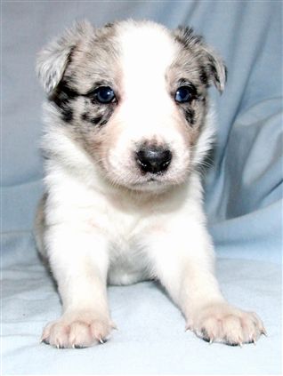 Click for large image