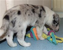 Click for large image