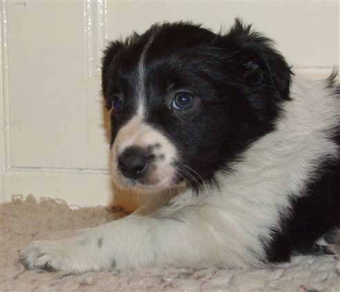 Click for large image