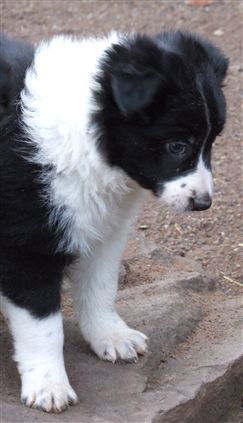 Click for large image