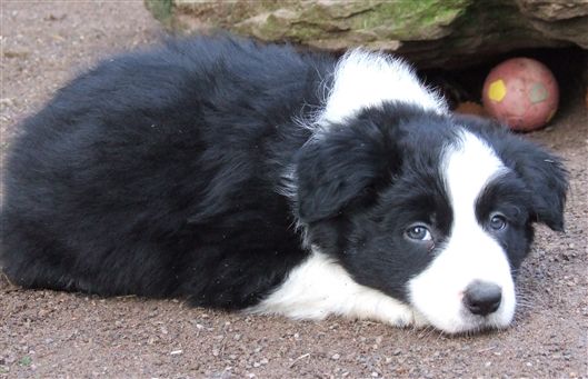 Click for large image