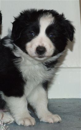 Click for large image