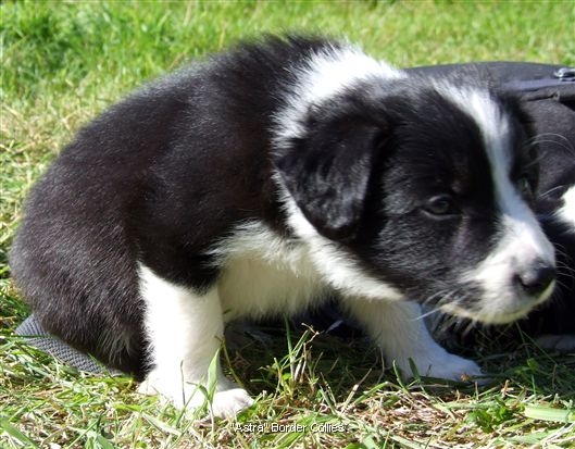 Click for large image