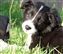 Astra Hawk x Astra Jet puppy no 1
