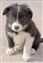 Astra Hawk x Astra Jet puppy no 1