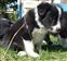 Astra Hawk x Astra Jet puppy no 1